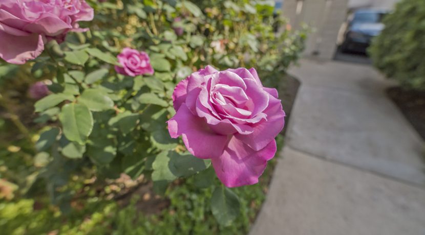 14 - Rose Garden