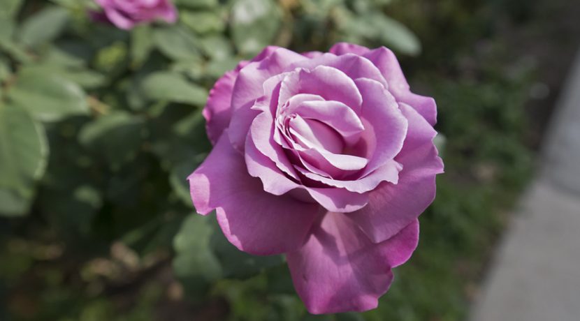 24 - Rose Garden