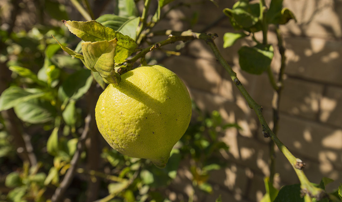 551 Bloomfield Place, Camarillo - Lemon