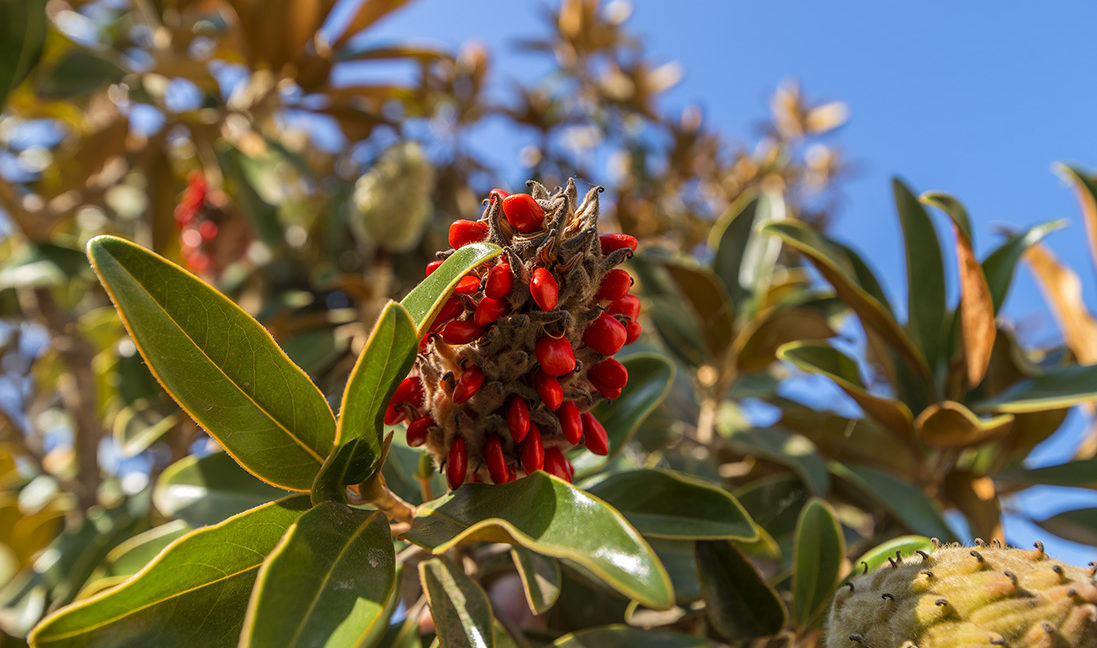 551 Bloomfield Place, Camarillo - Tropical Tree
