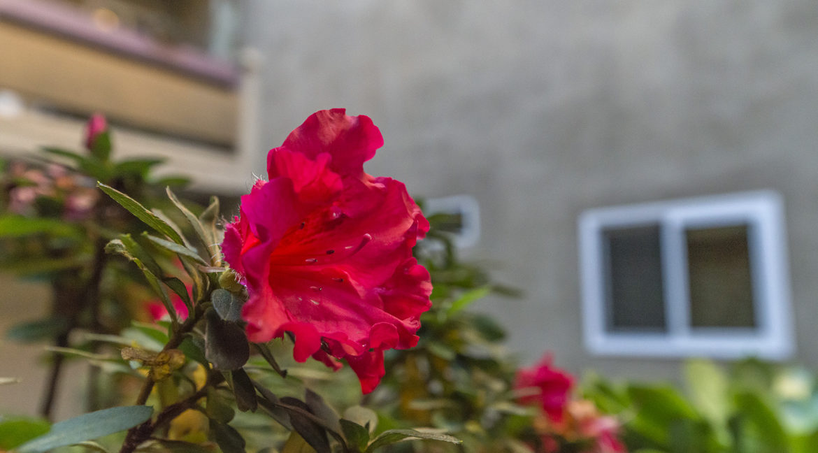 Courtyard Flower