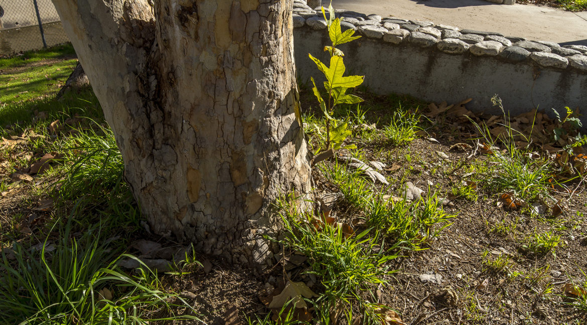 Tree Detail 2