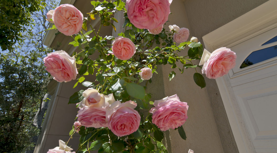 267 Stonecreek Court, Lake Sherwood - Rose covered trellis