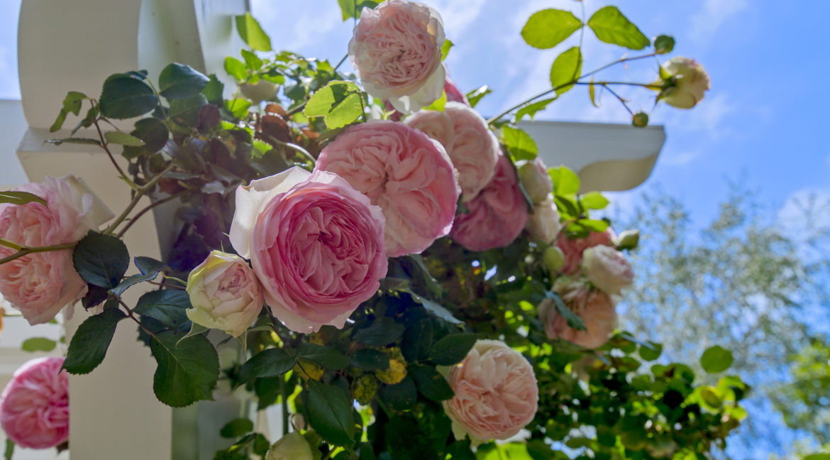 267 Stonecreek Court, Lake Sherwood - Alternate view of rose vine detail and pergola