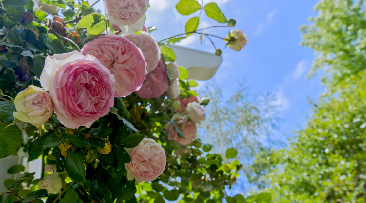 267 Stonecreek Court, Lake Sherwood - Rose vine detail and pergola