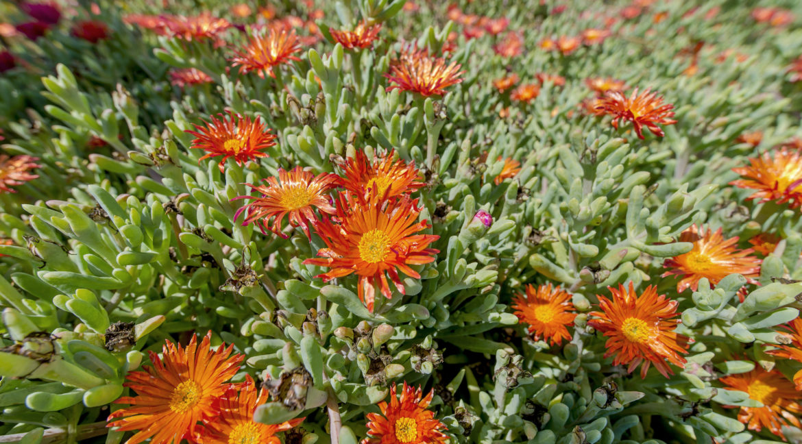 163 Galsworthy Street Thousand Oaks -  Flowering Succulent Detail