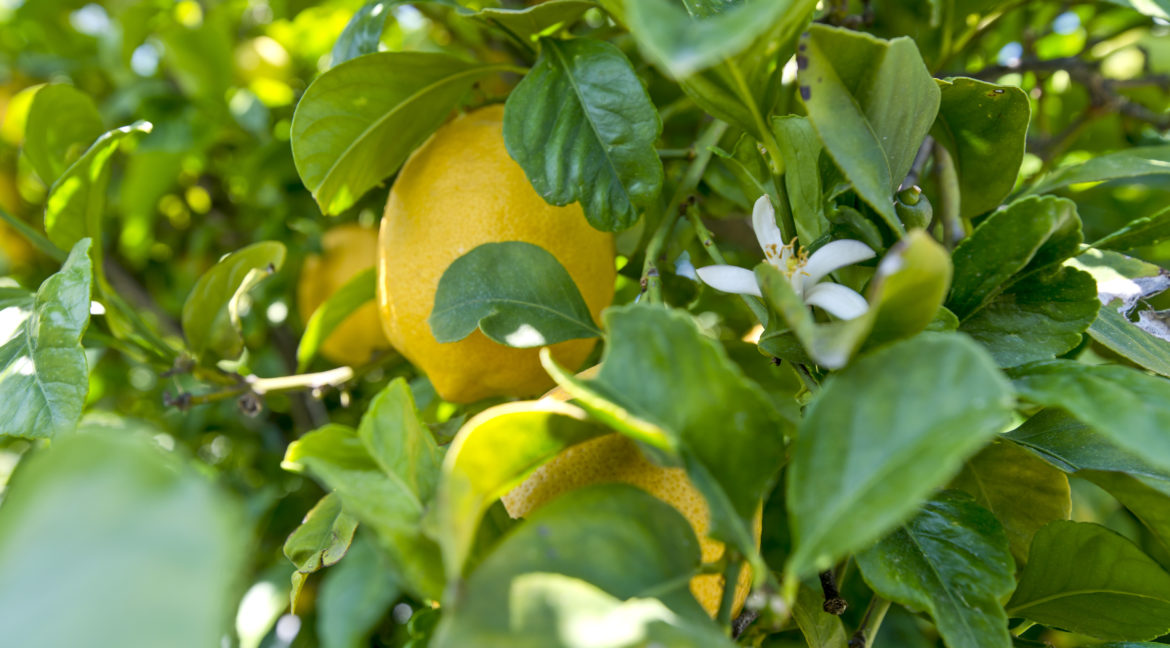 163 Galsworthy Street Thousand Oaks - Lemon Tree Detail