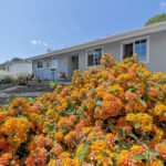 Flowering Orange Plant in Front Yard Garden.