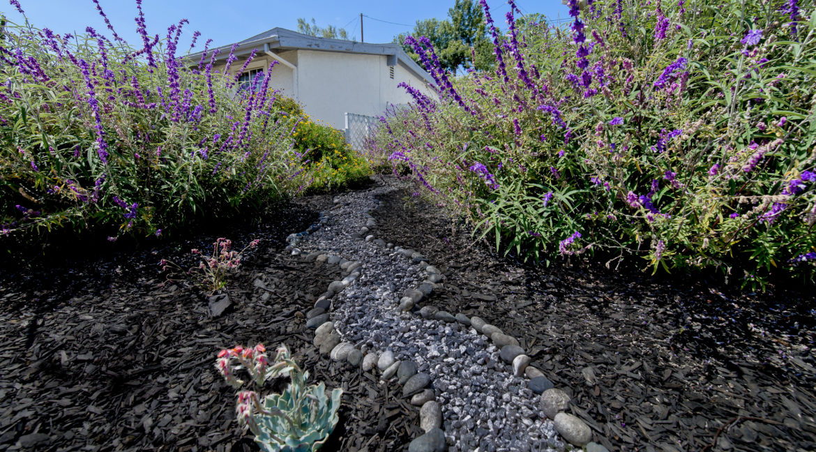 163 Galsworthy Street Thousand Oaks - Sage Plant Flowering in Front Yard Garden