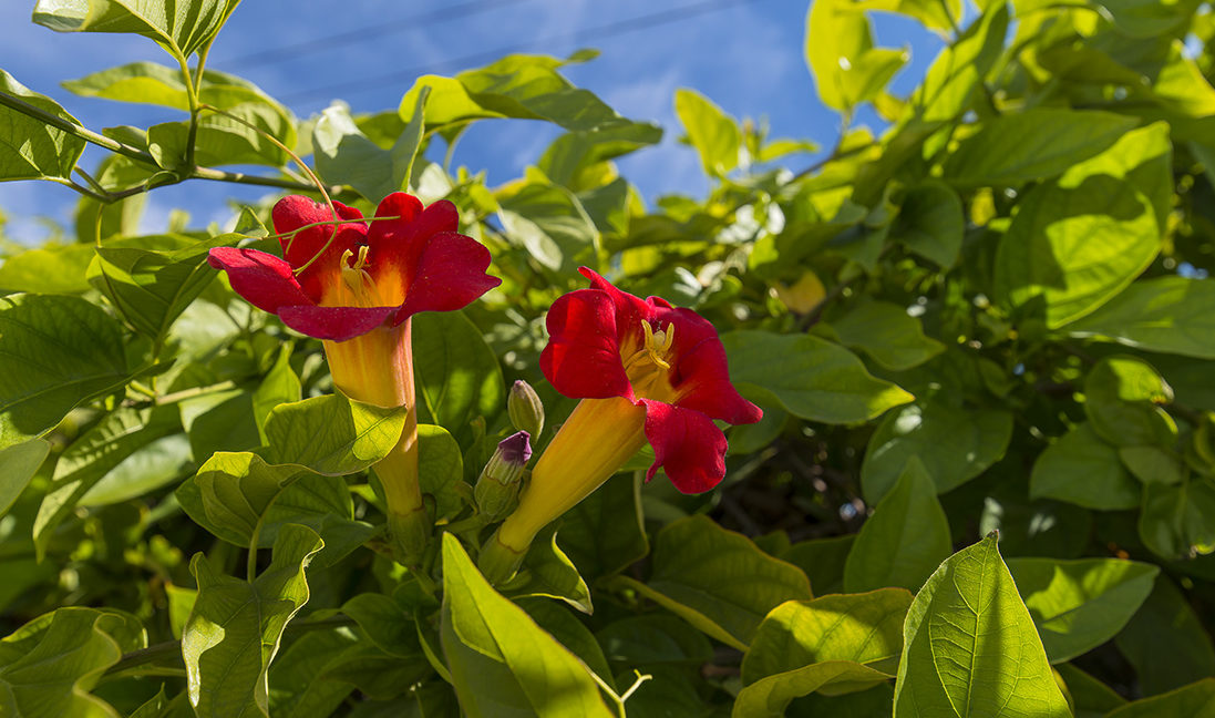 163 Galsworthy Street Thousand Oaks - Red Flowering Vine Plant