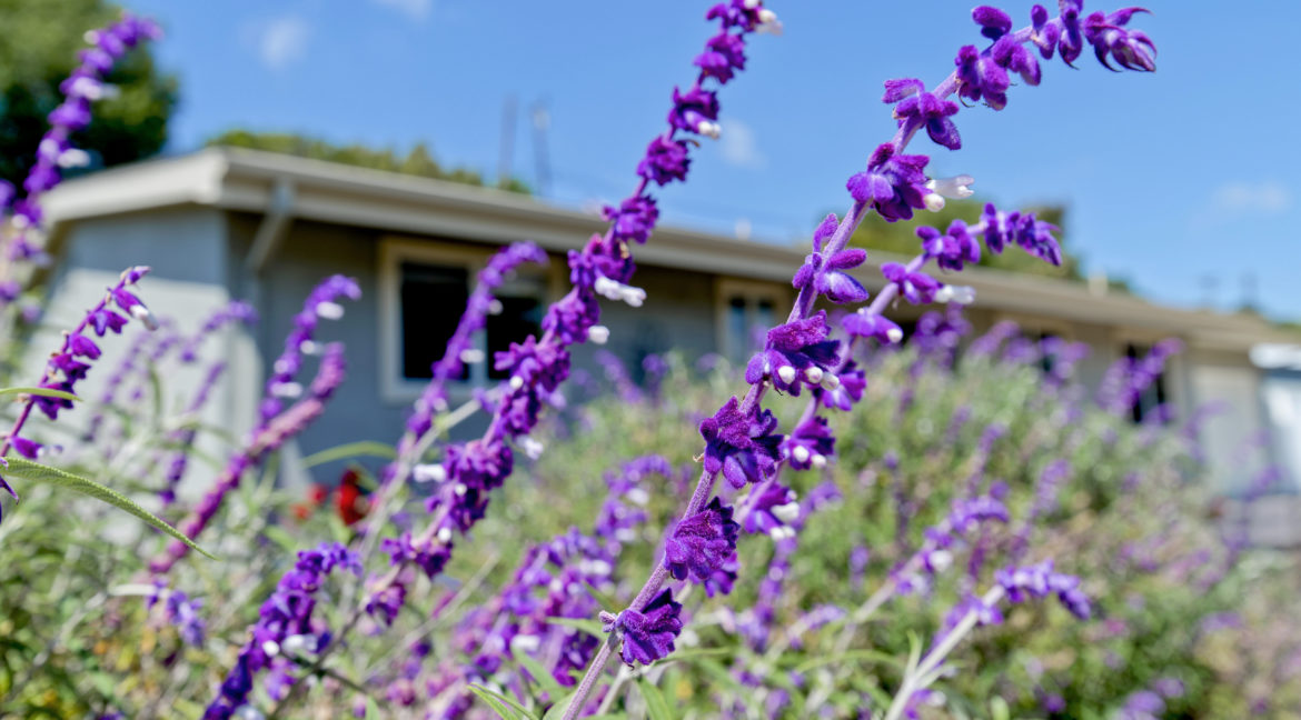 163 Galsworthy Street Thousand Oaks - Sage Plant Flowering in Front Yard Garden