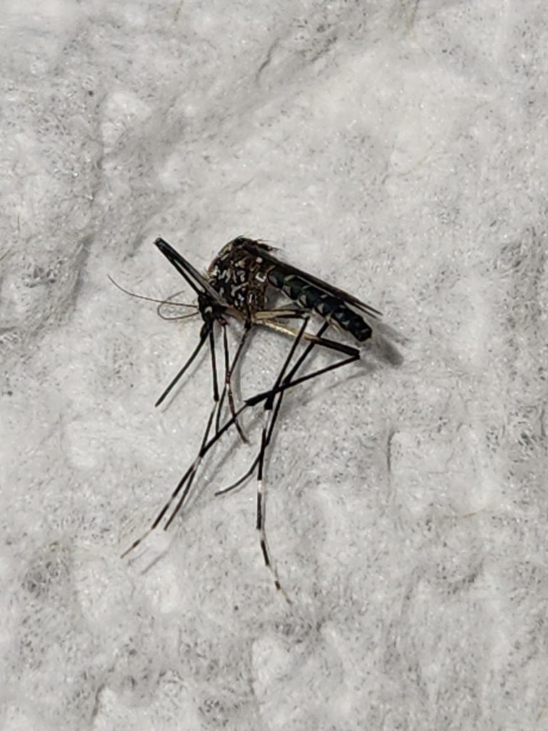 Mosquito Public Enemy in Our Zone