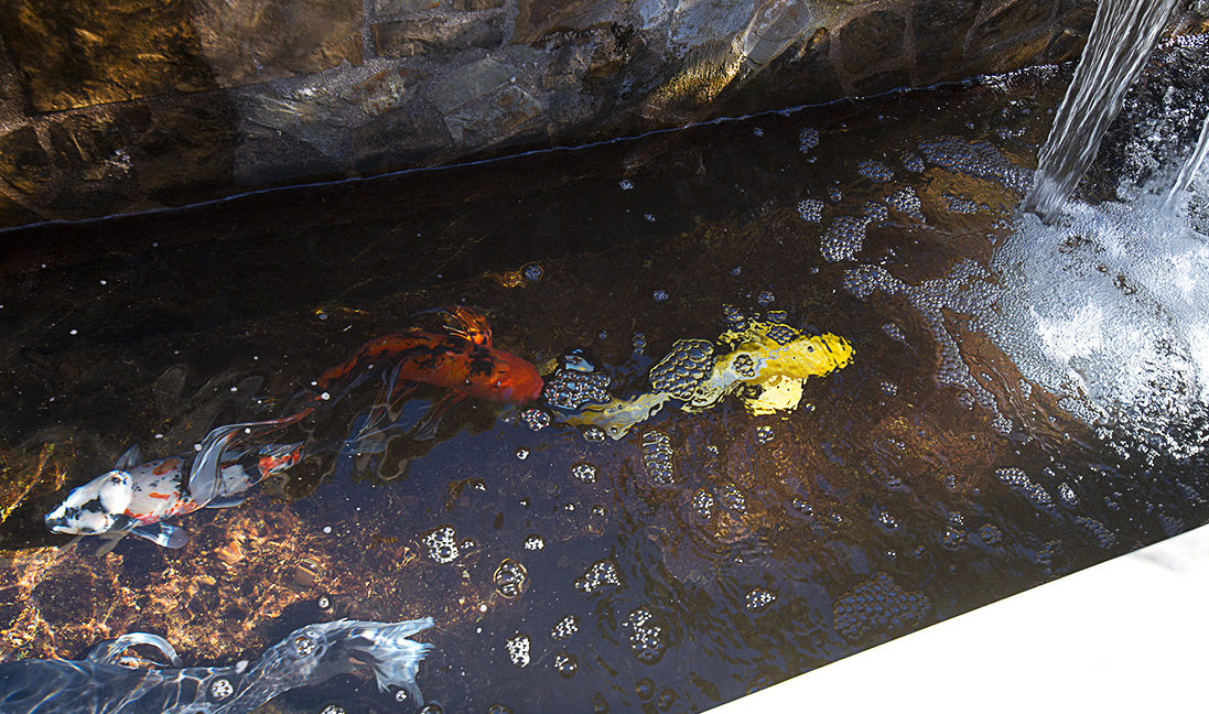 Golden  Koi Fish
