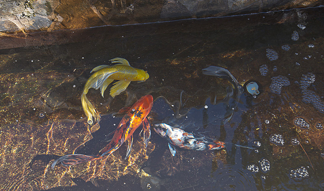 Multi-colored Koi Fish