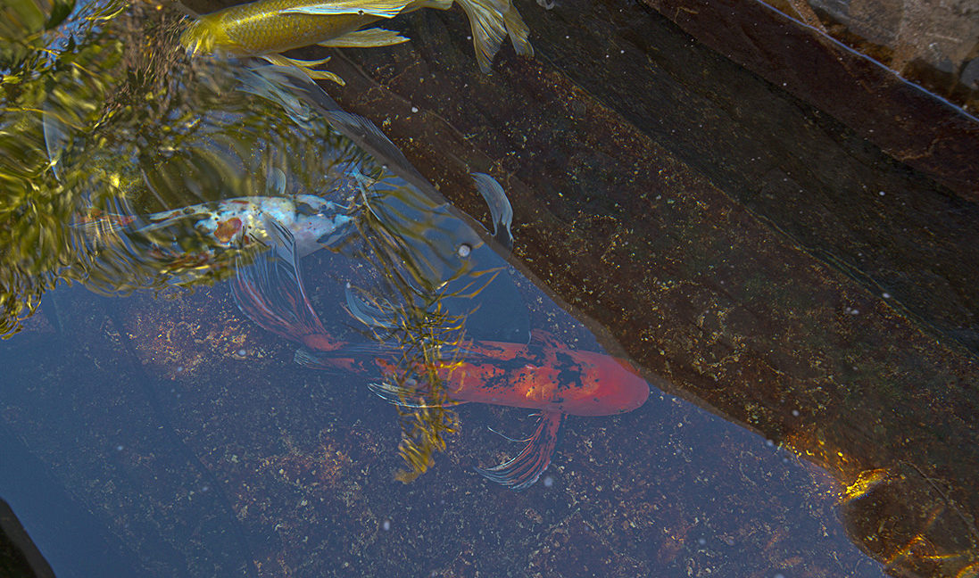 Ruby Red Koi Fish