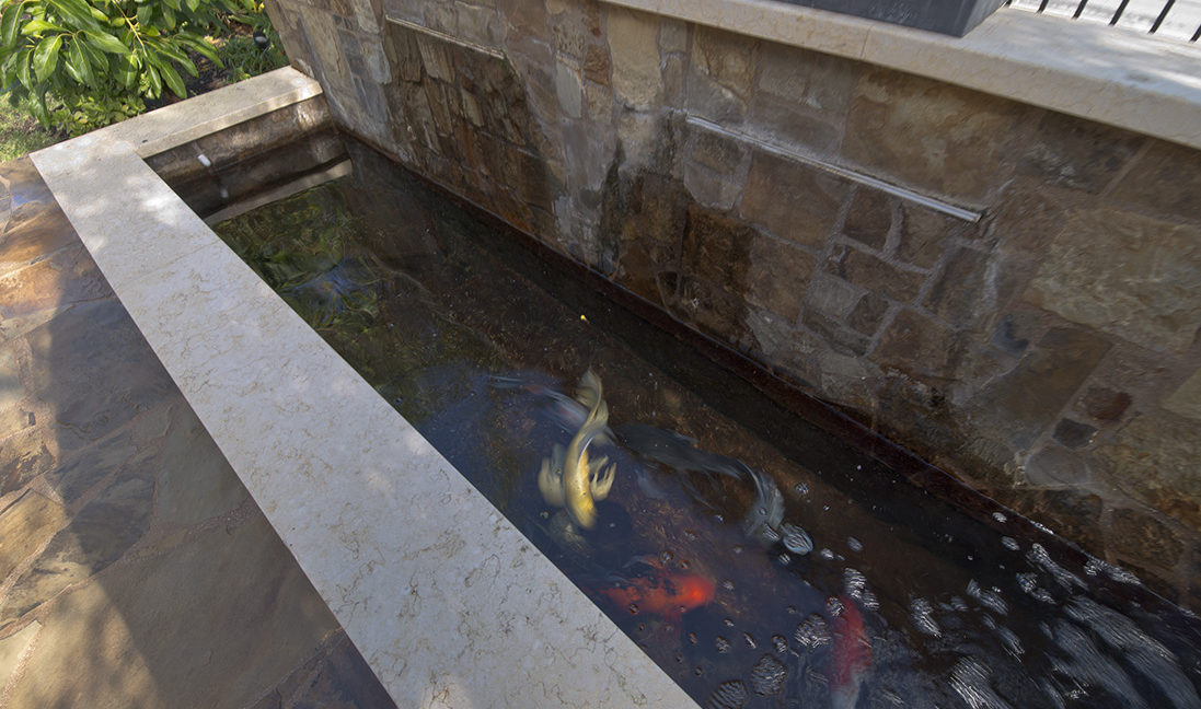 Koi Pond with Fish