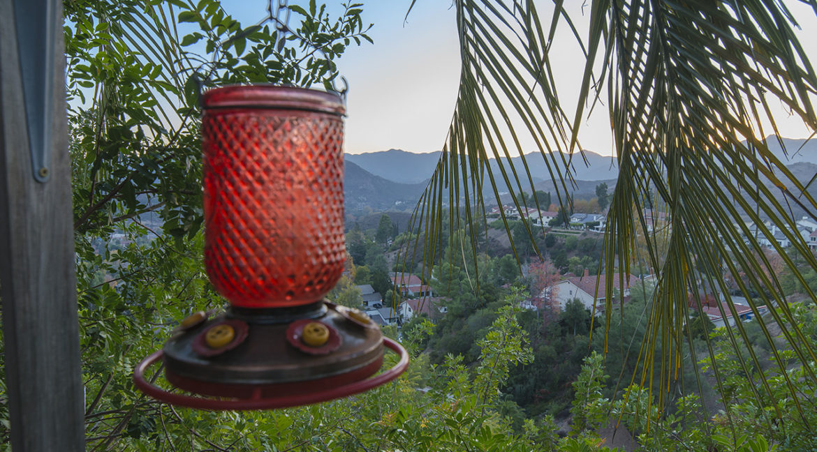 Bird Feeder View