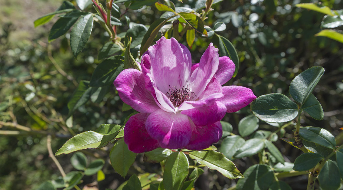 Rose