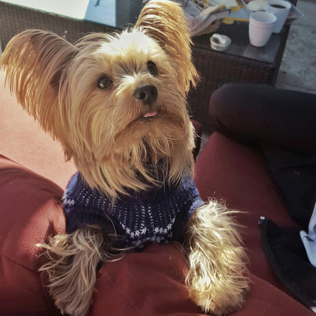 Error Page - The Page You Have Requested is Unavailable — In Loving Memory of Zizou: Our Brave, Loving, and Unforgettable Fur Baby -